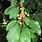 Prunus Avium Blatt