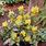 Mahonia Aquifolium Plant