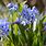 Scilla Bifolia