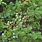 Common Juniper Juniperus Communis