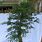 Metasequoia Bonsai