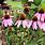 Echinacea Plant