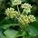 Hedera Helix Flower