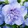 Hibiscus Syriacus Blue Chiffon