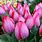 Pink Triumph Tulips