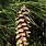 Pinus Strobus Cone