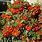 Pyracantha Coccinea