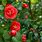 Red Camellia Plant