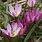 Tulipa Humilis