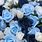 Baby Blue Roses