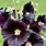 Black Hollyhock Flowers