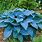 Blue Hostas Plants