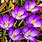Crocus Flower Images