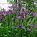 Iris Sibirica Ewen