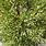 Juniperus Chinensis Linnaeus