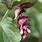 Leycesteria