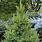 White Spruce Picea Glauca