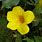 Yellow Horn Flower