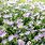 Aster Plants Perennials