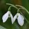 Galanthus Nivalis Snowdrops