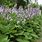 Hosta Plant