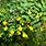 Siberian Peashrub Caragana Arborescens