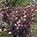 Ninebark Physocarpus Opulifolius