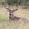 12 Point Buck Deer
