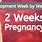 2 Weeks Pregnant Baby