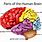 5 Main Parts of the Brain