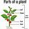 5 Parts of Plants