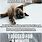 50 Funniest Grumpy Cat Memes