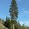 60 Feet Tall Pine Trees