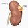 8 Cm Cyst On Kidney