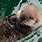 A Baby Sea Otter