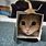 A Cat in a Box