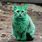 A Green Cat