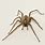 A House Spider