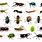 A Lot of Insects
