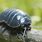 A Pill Bug