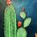 Abstract CACTUS Art