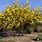 Acacia Tree California