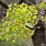 Acer Platanoides Flower