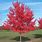 Acer Rubrum Red Maple Tree