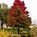 Acer Rubrum Red Sunset Maple