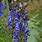 Aconitum Napellus