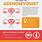 Adenomyosis Fact Sheet