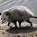 Adult Opossum