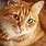 Adult Orange Tabby Cat