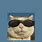 Aesthetic Funny Cat Wallpaper